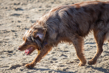 Australian Shepherd dog mix mutt walking and playing in the sand at the beach