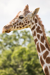 The giraffe is a tall African hoofed mammal belonging to the genus Giraffa. It is the tallest living terrestrial animal and the largest ruminant on Earth.