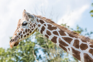 The giraffe is a tall African hoofed mammal belonging to the genus Giraffa. It is the tallest living terrestrial animal and the largest ruminant on Earth.
