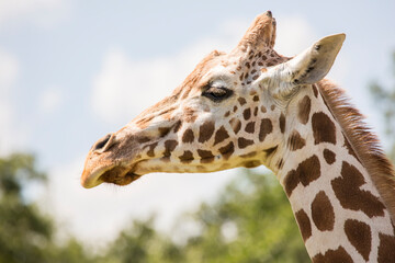 The giraffe is a tall African hoofed mammal belonging to the genus Giraffa. It is the tallest living terrestrial animal and the largest ruminant on Earth.