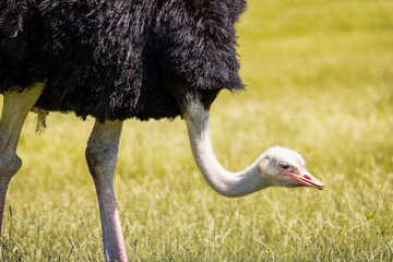 The ostrich is the largest and heaviest living bird. Ostriches can be both friendly and dangerous depending on their temperaments and natural dispositions.