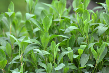 The grass Polygonum aviculare grows in nature