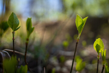Closeup of flora plants emerging from seed in early spring under bright sunlight
