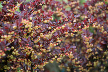 Thunberg barberry (Berberis thunbergii) grows in the garden