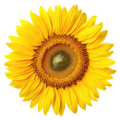 Fototapeta premium isolated Giant Sunflowers, with leaves and stock, Garden-themed, photorealistic illustrations on a transparent background cutout in PNG. Generative AI