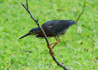 Green Heron at Brazos Bend State Park, Texas