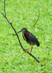 Green Heron at Brazos Bend State Park, Texas