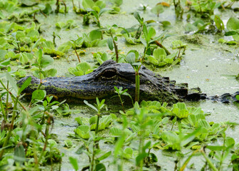 Alligator at Brazos Bend State Park, Texas
