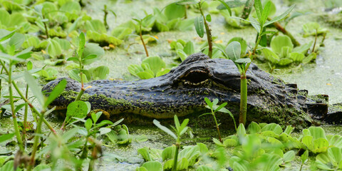 alligator at Brazos Bend State Park, Texas