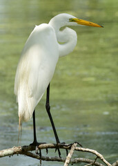 Egret at Brazos Bend State Park, Texas