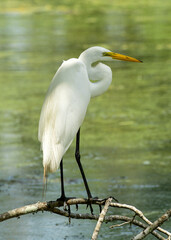Egret at Brazos Bend State Park, Texas