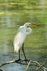 Egret at Brazos Bend State Park, Texas