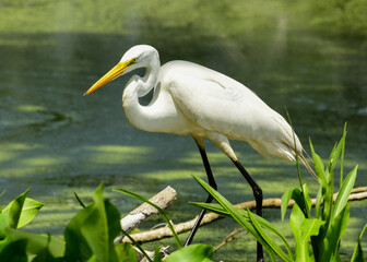 Egret at Brazos Bend State Park, Texas