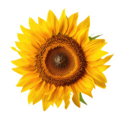 isolated Giant Sunflowers, with leaves and stock, Garden-themed, photorealistic illustrations on a transparent background cutout in PNG. Generative AI