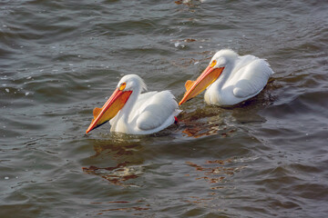 American White Pelicans Fishing On Fox River At De Pere, Wisconsin