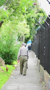 Grandfather and grandmother walk along the pedestrian path with small dogs at noon