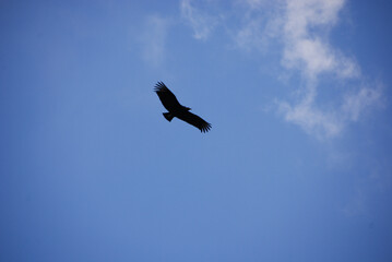 Hawk in Flight