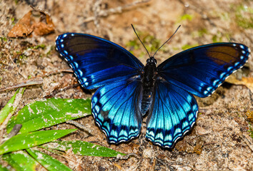 Fototapeta na wymiar Brilliant Blue Butterfly in dirt with blades of grass