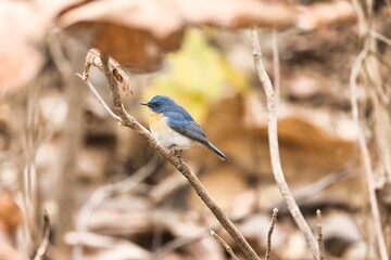 Tickells blue flycatcher sitting on the branch of a tree at Tipeshwar Wildlife Sanctuary. It can be used a perfect wallpaper