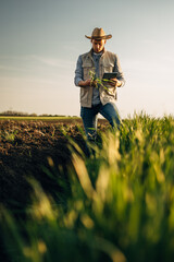 A man inspects a sample plant form the field