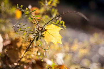 Colorful leaves in october. Colorful leaves in autumn.