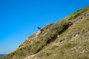 Eine Ziege klettert über die steilen Felsen an der Nordwestküste Bornholms bei 