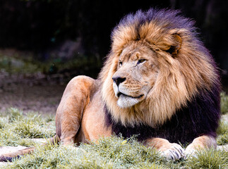 Obraz premium male lion portrait