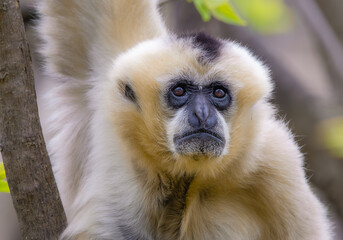 Portrait of gibbon