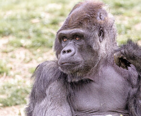 Obraz premium Portrait of Gorilla