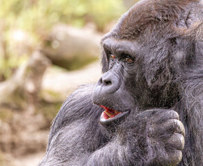 Portrait of Gorilla