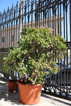 Money tree on the balcony, Italy