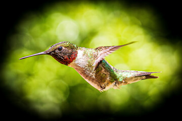 hummingbird in flight