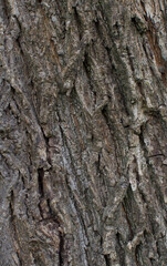Details of the bark of acer campestre