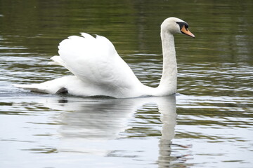 white swan on the lake