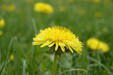 Close Up - Dandelions in the meadow