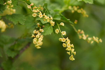 Red currant blossoms. Branches of the bush with numerous bunches of small flowers.