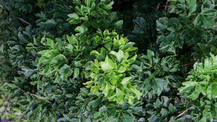 Fototapeta na wymiar Green Polyscias fruticosa or parsley panax plant leaf texture and pattern background.