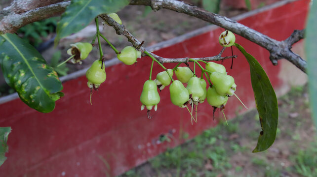 Green wax apple or water Apple or Syzygium javanicum young stage fruits.
