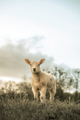 Lamb on a hill top, small baby sheep, white wooly farm animal, domesticated lambs, picturesque rural setting