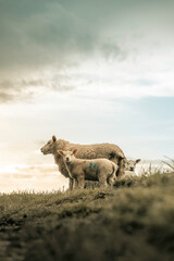 Lambs with mother sheep on a hill top, small baby sheep, white wooly farm animal, domesticated...