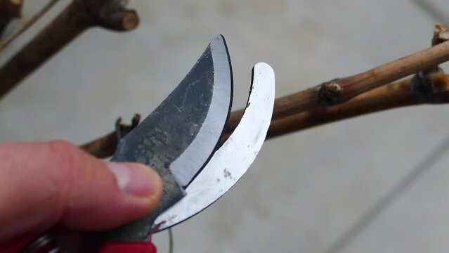 pruning shears and vine seedlings,grape seedlings and pruning shears close-up,