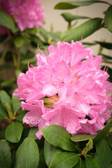 pink rose in the garden