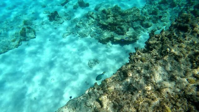 Reef fish swimming among the rock and coral reef in Cayman Islands.