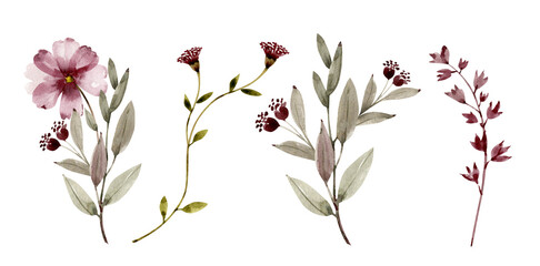 Botanical set of watercolor illustrations of pink flowers and plants on a white background. hand painted .