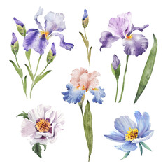 Fototapeta na wymiar Botanical set of watercolor illustrations of lilac flowers and plants on a white background. hand painted .