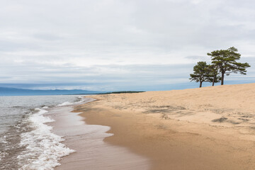 Pine tree on the sandy beach of the Barguzin Bay of Lake Baikal. Lake Baikal on a clear summer day.