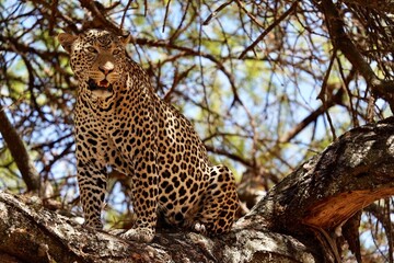 Leopard on a tree