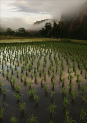 Fototapeta na wymiar Fresh Rice Paddy field in the morning with mist