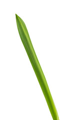 long green leaves of daffodils or primroses, isolated on a white background