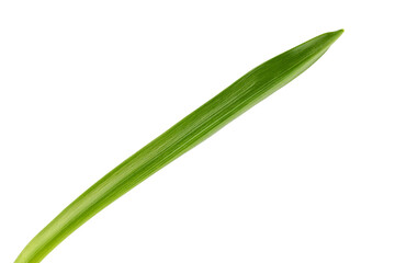 Fototapeta premium long green leaves of daffodils or primroses, isolated on a white background
